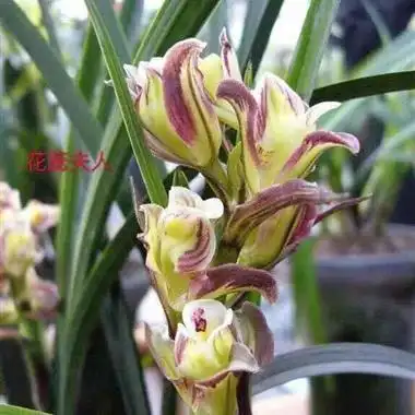 花蕊夫人3苗 - 中国兰花交易网
