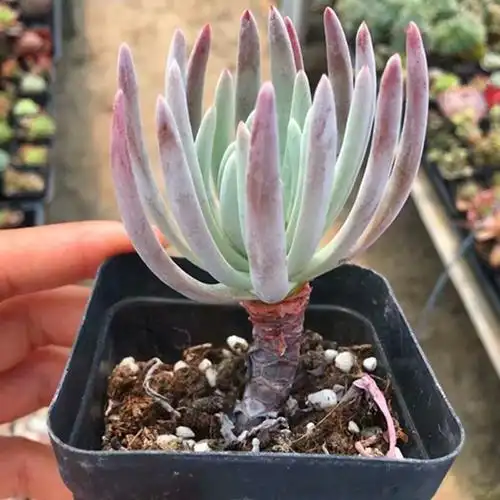 爱杜丽丝仙女杯多肉贵货稀有小苗贵货多肉植物细叶仙女杯