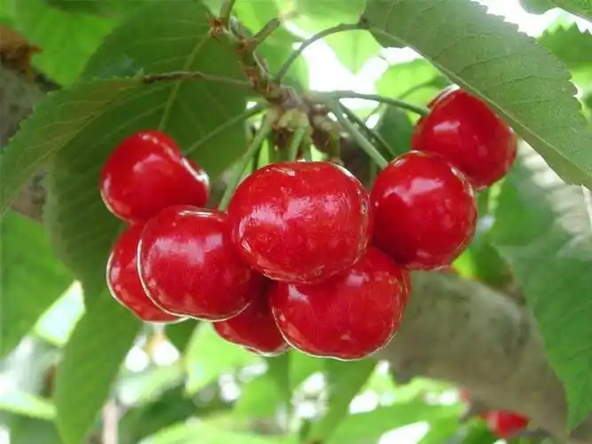 早大果樱桃苗价格公示,早大果樱桃苗去哪里买3元一棵