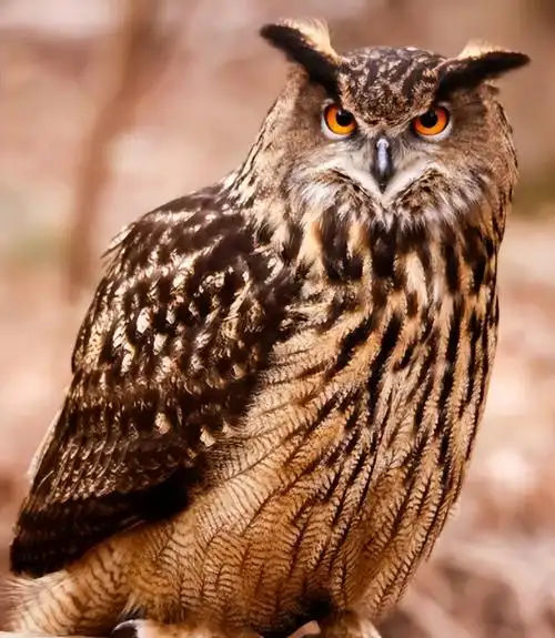 昼伏夜出的猫头鹰,也很少人伤害它,为何在农村也很少见了?