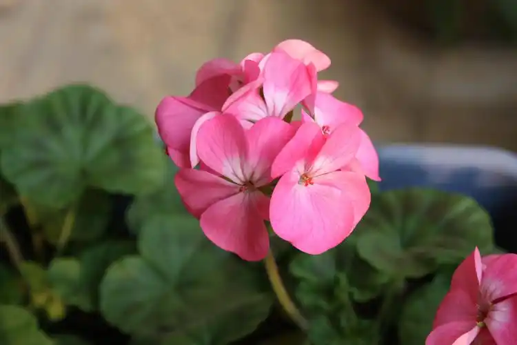 天竺葵:下凡的天竺少女,给你美与健康的享受