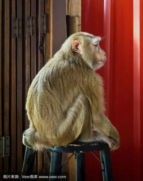 坐在木椅上吃螃蟹的猴子