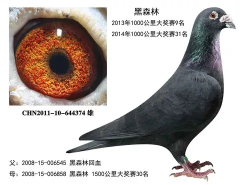 信鸽在线拍卖平台 - 中国信鸽信息网