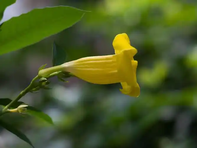 p>黄蝉(学名: i>allemanda neriifolia /i>  hook.