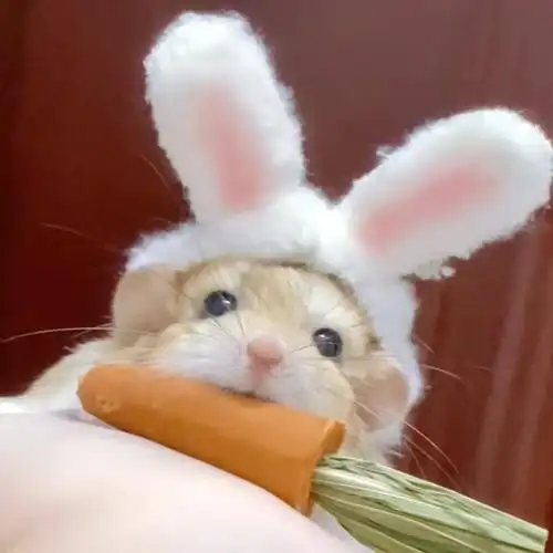 可爱 仓鼠 通心粉 头像 douyin:小钿