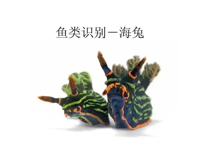鱼类识别-海兔ppt