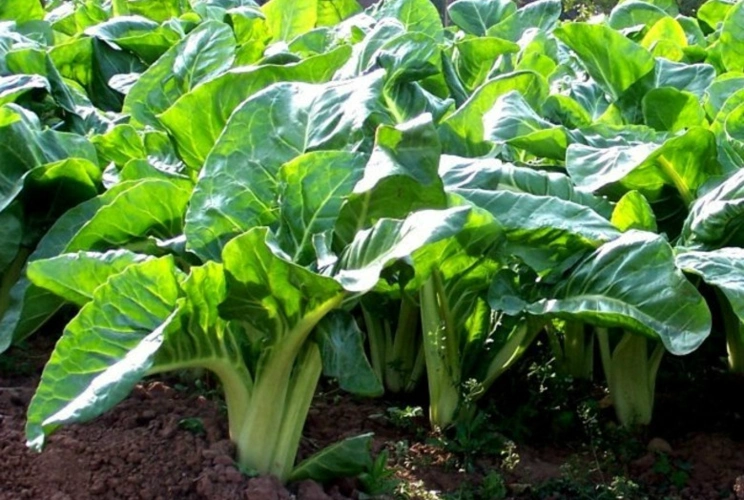 农村人种的这种菜,农村人都是用来喂猪的,城里人抢着要