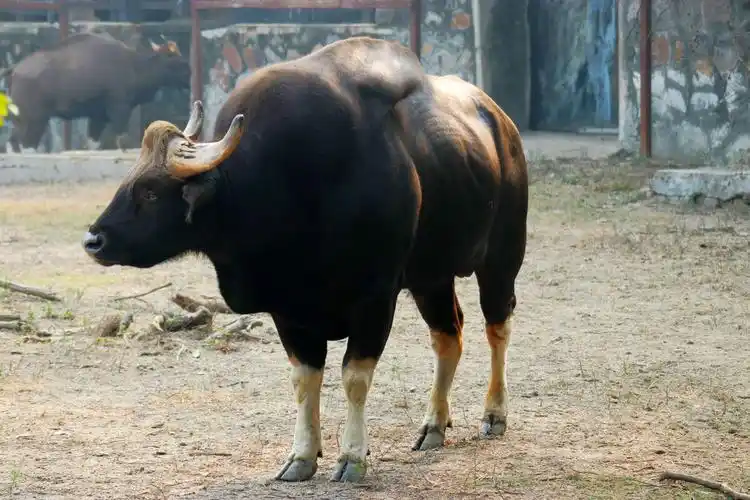 印度野牛又叫白肢野牛学名bosgaurus