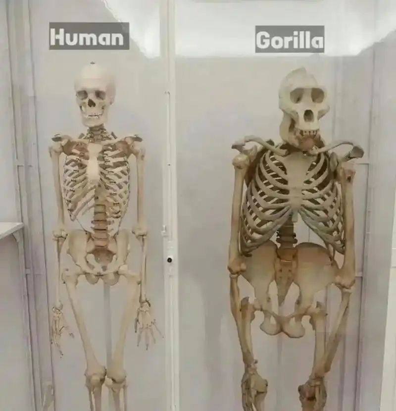 人类和大猩猩骨架区别# #我要上热门