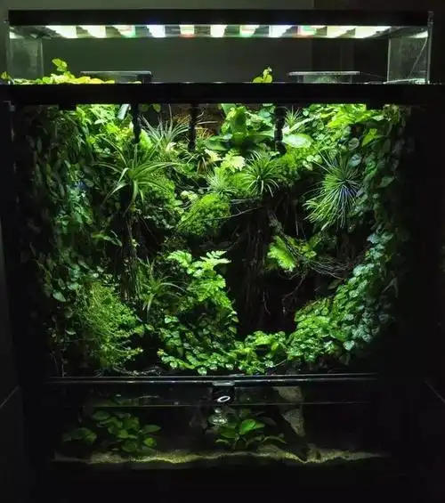 往届世界生态缸造景大赛作品集,ivlc是未来雨林造景的风向标