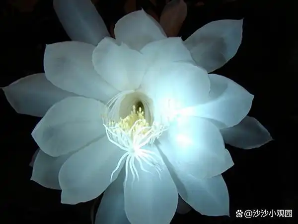 昙花一现有故事,也有优美古诗文