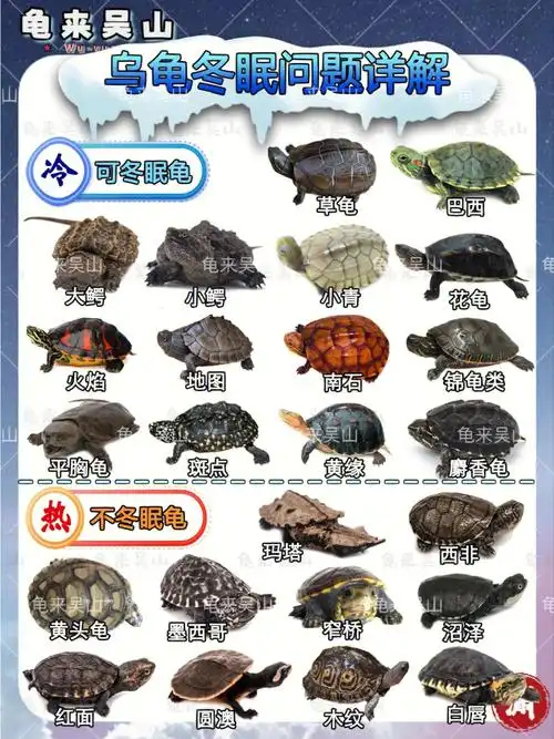 乌龟冬眠详细介绍75新手养龟一看就会75
