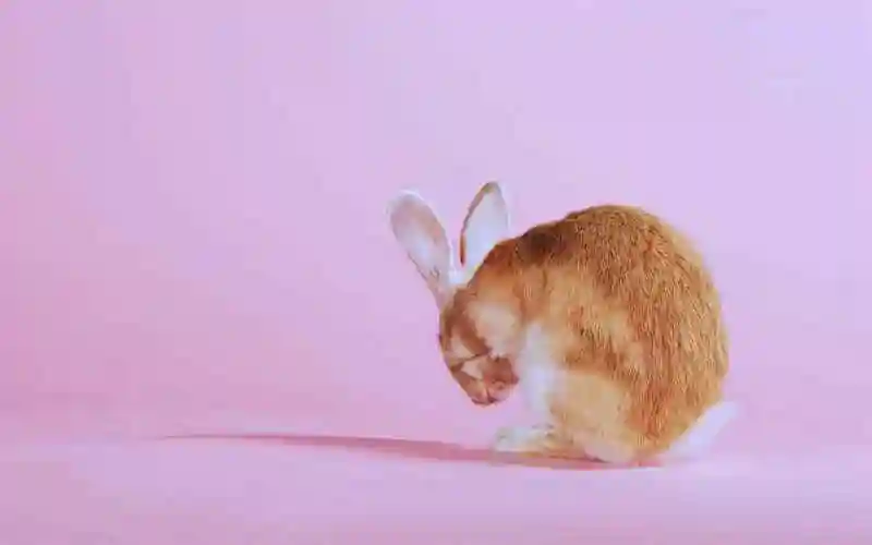 粉色背景下的可爱兔子桌面壁纸