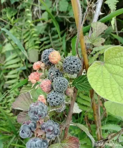 云南野生美味的水果可以吃也是一种缘分