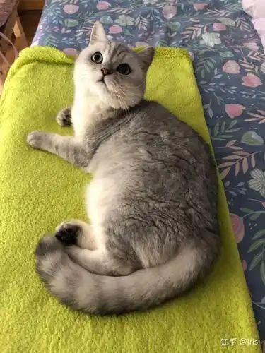 英短银渐层有什么优缺点? - 知乎