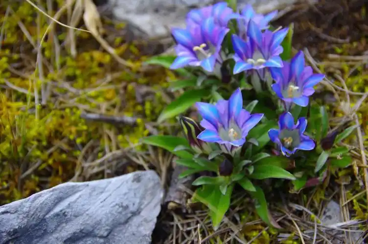 山野寻奇——龙胆草
