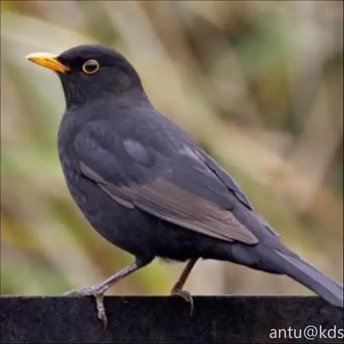 现在小区里很多黑色黄嘴的鸟,是什么?