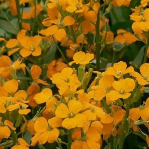 七里黄种子多年生草本橙黄色耐寒庭院公园成片种植花镜花坛花卉