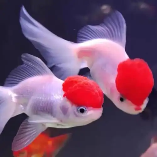 国粹金鱼鹤顶活鱼冷水观赏鱼红狮红头鸿运当头淡水鱼