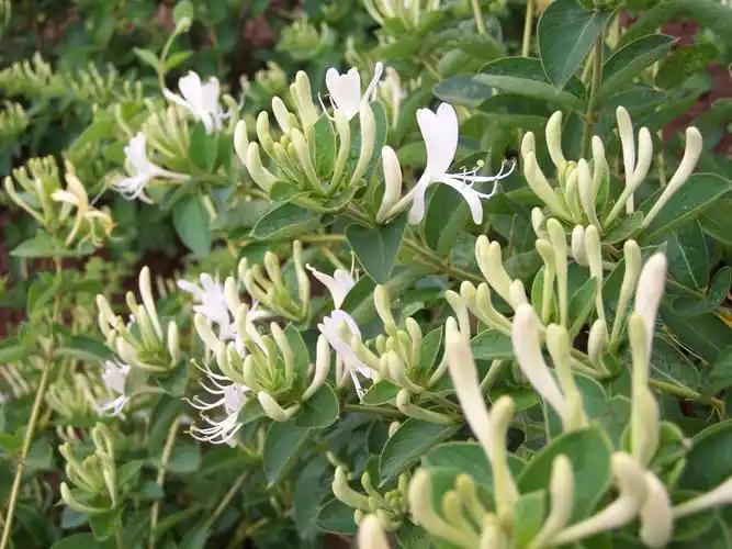 蚌埠怀远双桥首届金银花节开幕 - 地方传真 - 新闻融媒 - 林草价值网