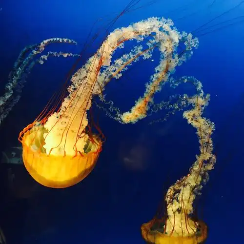 jellyfish (二)