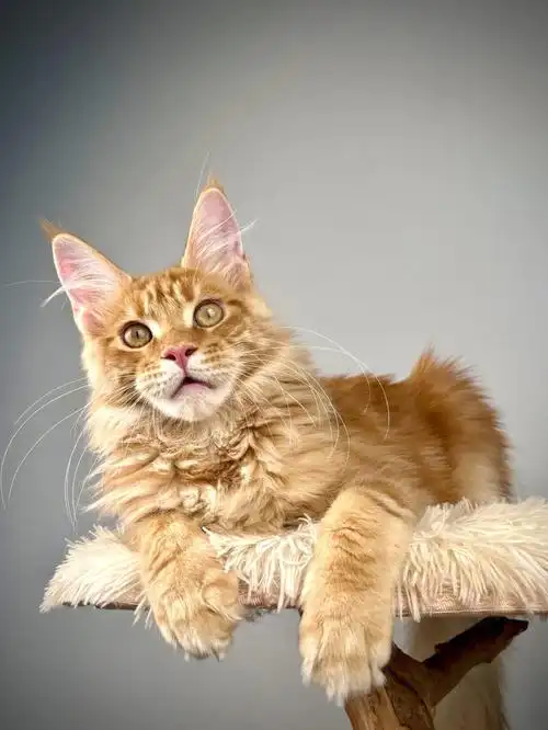 缅因猫大橘弟弟蹲家长啦