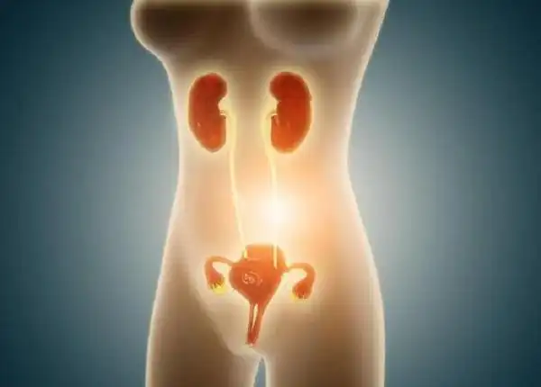 子宫卵巢位置示意图