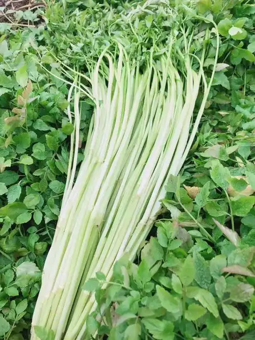 坏烂包赔当季新鲜野生水芹菜野蔬菜野菜河芹农家自种时令蔬菜1500g