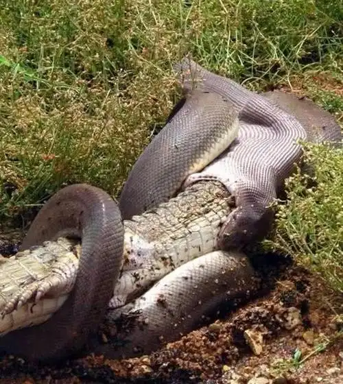 男子冒死拍下巨蟒吞食鳄鱼的一幕,短短几分钟,鳄鱼就被完全吞下!