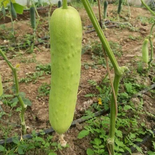白刺黄瓜种子白玉黄瓜种子瓜果种籽水果型菜园种植蔬菜种子