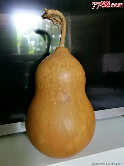 葫芦自种自然熟型体佳肉厚重龙头龙须完美