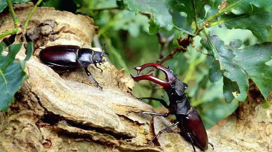 锹形虫雄虫上颚通常长而强壮,多占到体长的1/4～1/2,并附繁复的发达