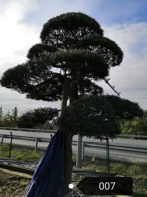 34公分罗汉松-高度6米-冠幅4米-价格优美