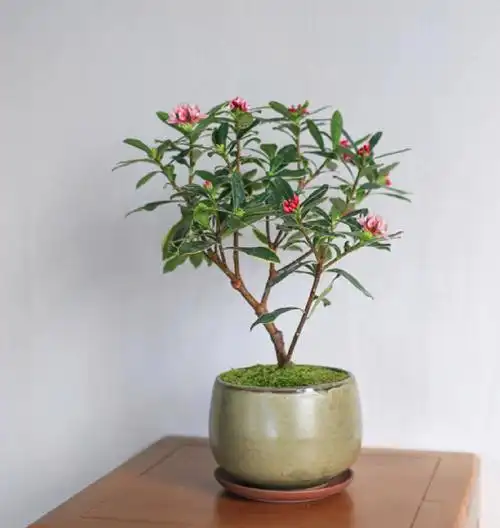 在近代园艺史上,它与长春和尚君子兰,日本五针论波一同被推崇为园艺