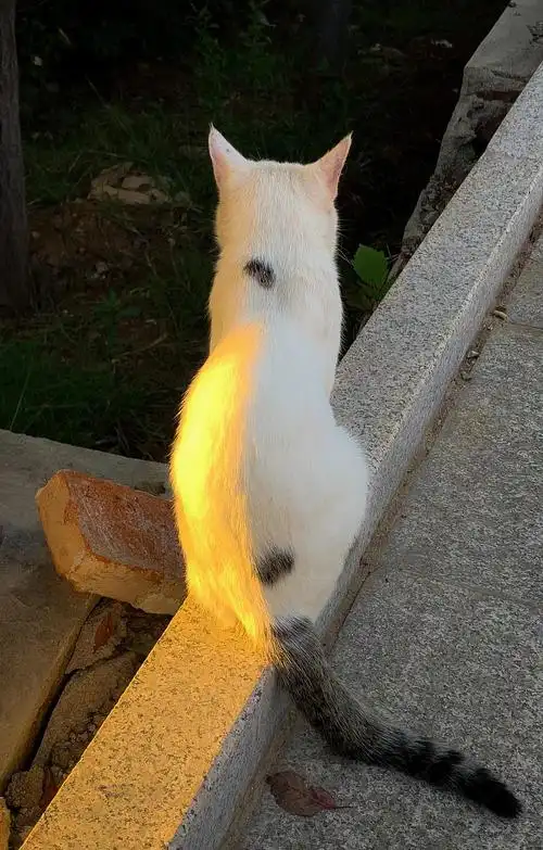 黄昏时分的猫猫背影