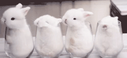 或者小兔子,小狐狸之类的▼(图源:giphy)还是狗子▼(图源:giphy)无论