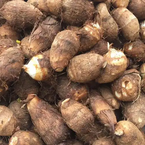 四川芋头新鲜当季蔬菜小芋头农家现挖现发毛芋仔软滑香糯小芋儿