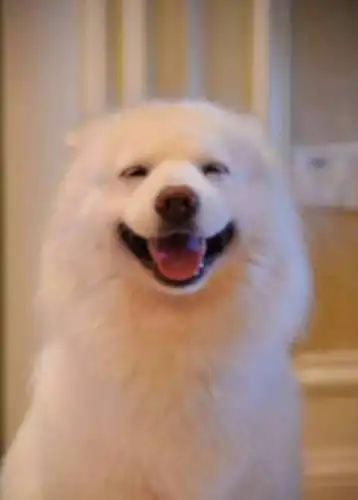 萌宠:萌宠们的卖萌瞬间,简直太可爱了,萌到心坎里,这只狗狗笑的