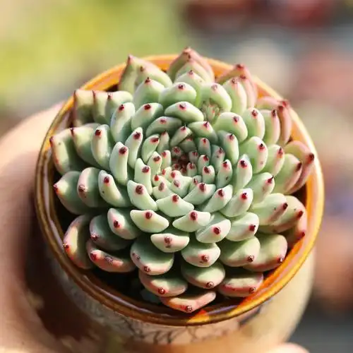 原始绿爪 多肉植物组合盆栽露养控水状态多肉植物小盆栽花卉绿植