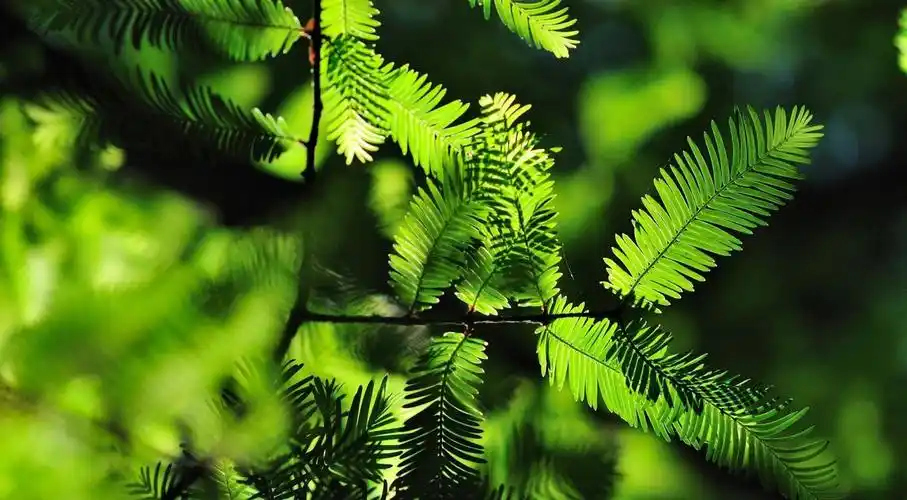 小叶子的树图片