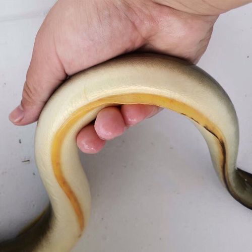 活鳗鱼 纯天然野生鲜活淡水鳗鱼整条河鳗白鳗鲜江鳗