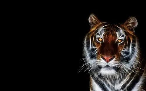 paper1600x900分辨率下载,digital tiger wallpaper,高清图片,壁纸
