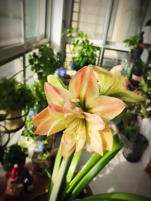 朱顶红异域仙女