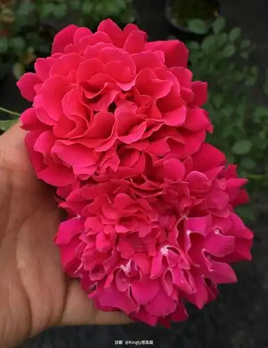 kingly想高端的相册-月季 重新开始