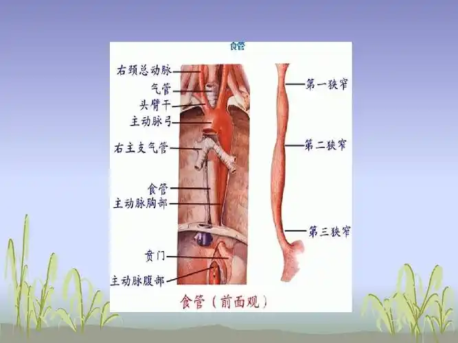 南阳食道癌护理查房