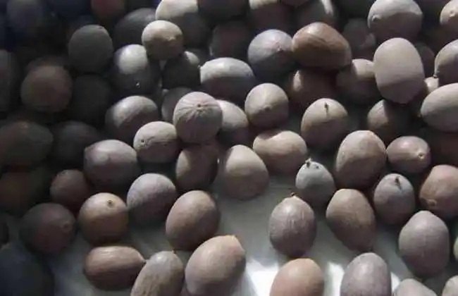 荷花种子哪里有卖的?