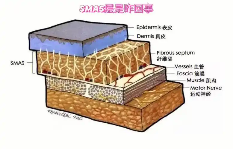 什么是smas层它是干啥用的