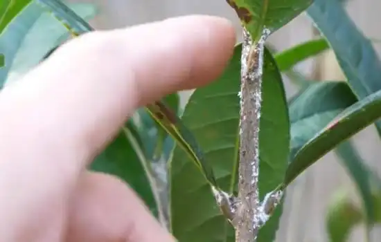 盆栽桂花枝条上有白斑是怎么回事