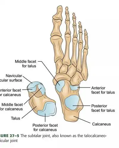距下关节subtalar joint | 难以捉摸的足后跟痛