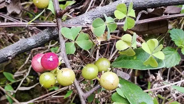 随处可见的"地龙",一斤能卖70元,可惜没有人懂!
